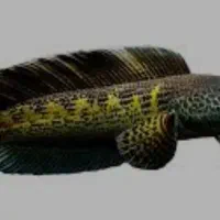 اکواریوم بزرگ با لوازم 2عدد