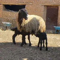 میش سه قلوزا|حیوانات مزرعه|شراء, |دیوار