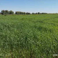 زمین کشاورزی|اجارهٔ دفتر صنعتی، کشاورزی، تجاری|اهواز, کوروش|دیوار
