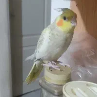 عروس هلندی نر فروش فوری پول لازم|پرنده|محمدیه-قزوین, |دیوار