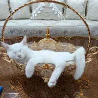 گربه میکس