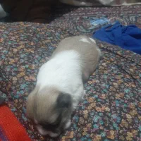 سگ شیتزو سوپر فلت