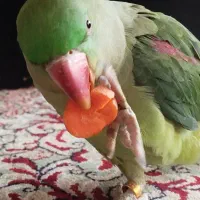 شاه طوطی معاوضه