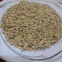 عدس درجه یک