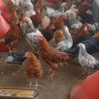 جوجه مرغ و خروس