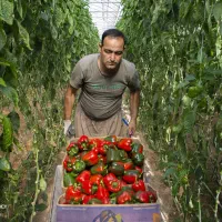 کارگر گلخانه