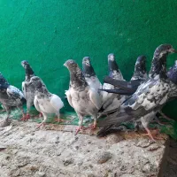 فروش جمله انواع کبوتر پاکستانی و ایرانی|پرنده|میناب, |دیوار