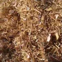 کاه سفید وکاه لوبیا