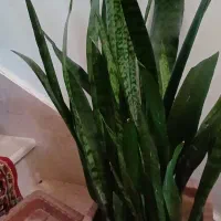 دوعدد گل سانسوریا‌ ویکی لب طلا دیگری ساده|گل و گیاه طبیعی|بناب, |دیوار