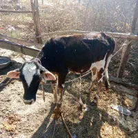 گوساله ماده با گاو|حیوانات مزرعه|جیرفت, |دیوار