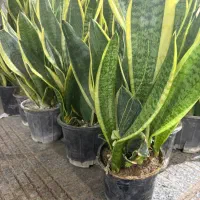 سانسوریا انواع گل وگیاه اپارتمانی|گل و گیاه طبیعی|تهران, مشیریه|دیوار