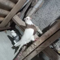 طوقی|پرنده|کرمانشاه, |دیوار