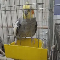 یک جفت عروس هلندی|پرنده|پاکدشت, پارچین|دیوار