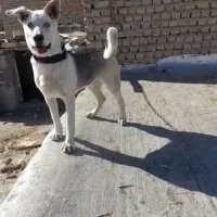 سگ معاوضه با کبوتر