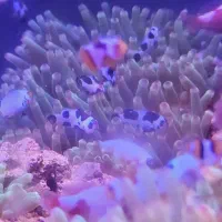 انواع دلقک ماهی آبشور|ماهی|تهران, جوادیه تهرانپارس|دیوار