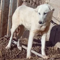 ماده ۳ماهه ونر۲ ساله هست