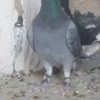 کبوتر پلاکی