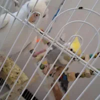 عروس هلندی|پرنده|قم, پردیسان|دیوار