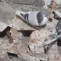 کفتر|پرنده|شیروان (خراسان), |دیوار