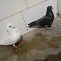 کاشانی نرو ماده|پرنده|مسجد سلیمان, |دیوار