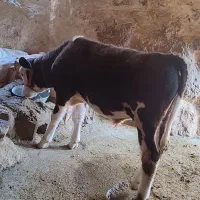 گوساله نر سیمینتال|حیوانات مزرعه|پاپی, |دیوار