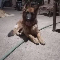 سگ ژرمن شپرد اصیل