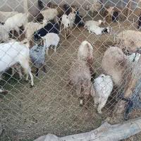 فروش گوسفند|حیوانات مزرعه|بیکاه, |دیوار