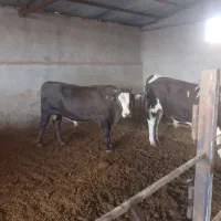 گوساله گوشتی