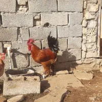 خروس دیلگونی|حیوانات مزرعه|بهبهان, |دیوار