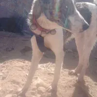 خراسانی رنگ خاص|سگ|شیراز, باغشهر اهل بیت|دیوار