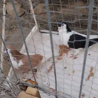 کبوتر فروشی