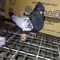 سینه نر|پرنده|داراب, |دیوار