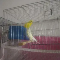 فروش دو جفت مرغ عشق و یک جفت فنچ