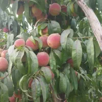 باغ در سه راهی یامچی به متراژ ۱۱۷۰۰|فروش زمین و ملک کلنگی|یامچی, |دیوار