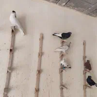 دسته کفتر|پرنده|شیراز, اکبر آباد|دیوار
