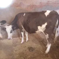 ۳عددگاو شیری|حیوانات مزرعه|نظر کهریزی, |دیوار