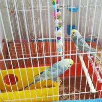 مرغ عشق نر وماده همراه قفس