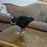 تخم مرغ نطفه دار ابریشمی وجوجه رسمی دوماهه|حیوانات مزرعه|قم, حاج خلیل|دیوار