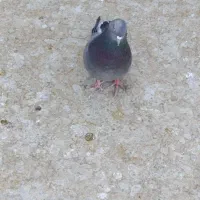 گفتر اصفهانی نر7عدد2عددماده|پرنده|برخوار, |دیوار