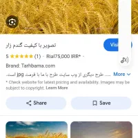 بذر گنم دیم