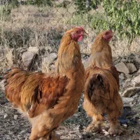 خروس برهما ۶ ماهه