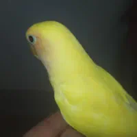 کوتوله .عروس.فنچ|پرنده|بیرجند, |دیوار