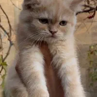 دو عدد بچه اسکاتیش