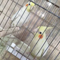 عروس هلندی مولد با جوجه و تخم