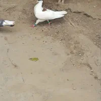 کبوتر رنگی و تکپر عتیقه