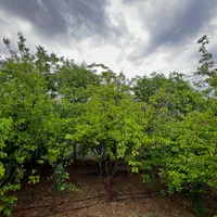 فروش زمین ۵۰۰ متری|فروش زمین و ملک کلنگی|آبسرد, |دیوار