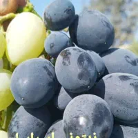 فروش نهال انگور موندراپ و سایر ارقام|خدمات باغبانی و درختکاری|ارومیه, |دیوار