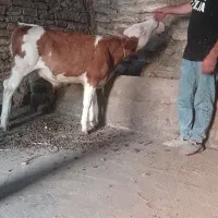 گوساله نر سیمینتال قرمز جنس درجه یک