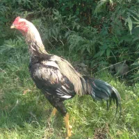 مرغ و خروس لاری