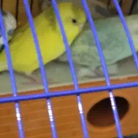 مرغ عشق با قفس و خونه|پرنده|آبپخش, |دیوار